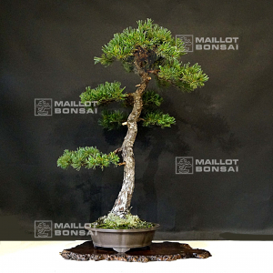 vendu-pinus-pentaphylla-ref-25060215