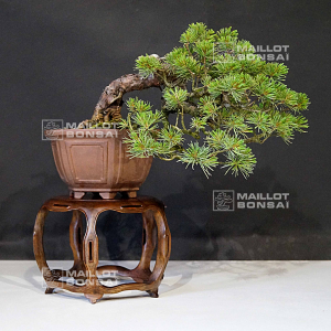 pinus-pentaphylla-du-japon-ref-25060218