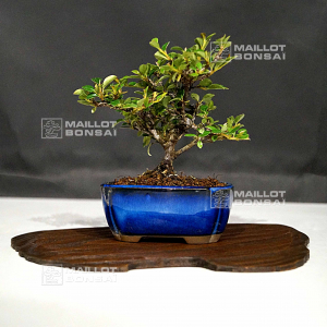 vendu-cotoneaster-microphylla-250602115