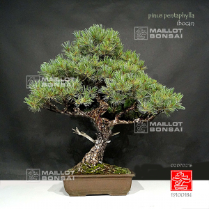 VENDU Pinus pentaphylla ibokan 19100184