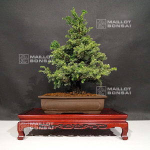 vendu-cryptomeria-japonica-ref-02070212