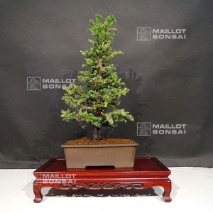 cryptomeria-japonica-ref-02070213