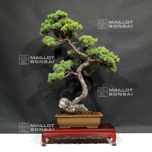 pinus-pentaphylla-ref-020702111