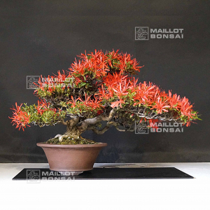vendu-rhododendron-kinsai-ref-04060214