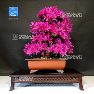 vendu-rhododendron-ref-04060215