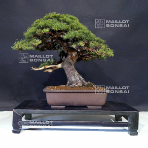 VENDU Pinus pentaphylla ref: 04060217