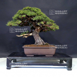 vendu-pinus-pentaphylla-ref-04060217