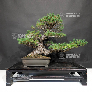 vendu-pinus-kokonoe-ref-11030204