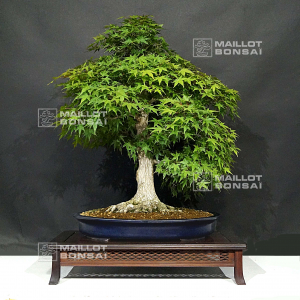 VENDU acer palmatum 10060212