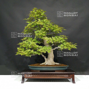 acer-palmatum-ref-10060213