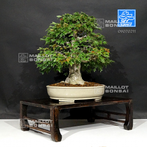 acer buergerianum ref :09070211