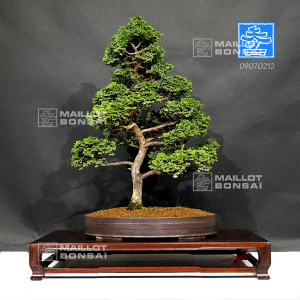 vendu-chamaecyparis-hinoki-ref-09070212