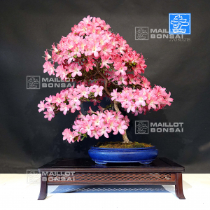 vendu-rhododendron-270502125
