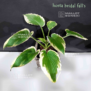hosta-bridal-falls