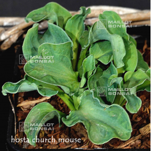 hosta-church-mouse