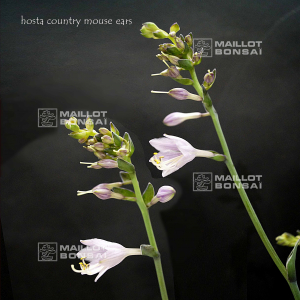 hosta-country-mouse