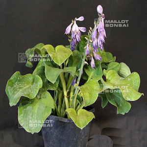 hosta-dancing-mouse