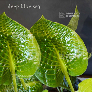Hosta Deep blue sea