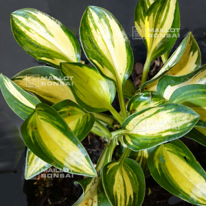 Hosta Desert mouse