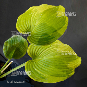 Hosta Devil's advocate