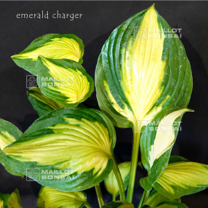 hosta-emerald-charger