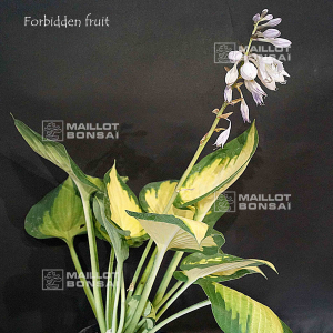 hosta-forbidden-fruit