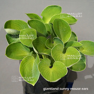 hosta-giantland-sunny-mouse-ears