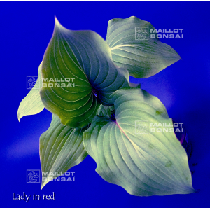 Hosta Lady in red