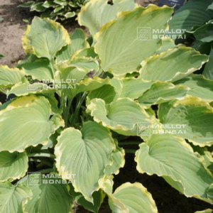 Hosta Lakeside breaking news