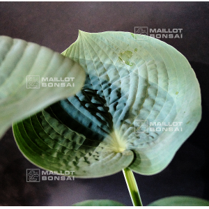 Hosta Lakeside color blue