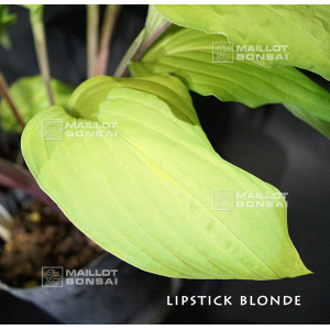 Hosta Lipstick blonde