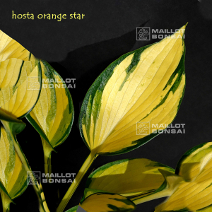 Hosta Orange star