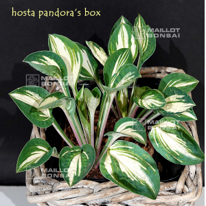 Hosta Pandora's box