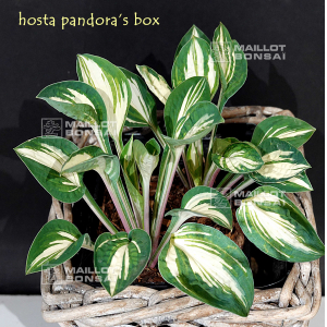 hosta-pandora-s-box