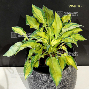 Hosta Peanut