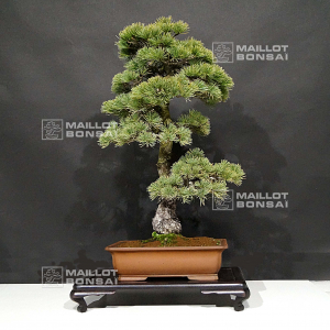 pinus-pentaphylla-22050205