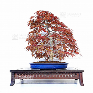 Acer palmatum deshojo 23040214