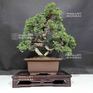 vendu-juniperus-chinensis-itoigawa-12090204
