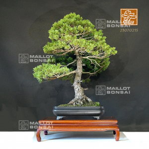 VENDU PINUS PENTAPHYLLA 23070215