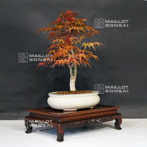 vendu-acer-palmatum-seigen-06050213