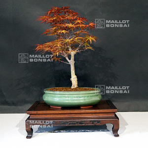 vendu-acer-palmatum-seigen-06050214