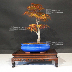 acer-palmatum-seigen-06050215