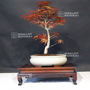 acer-palmatum-seigen-06050216