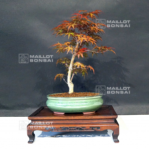 vendu-acer-palmatum-seigen-06050217