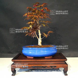 vendu-acer-palmatum-seigen-060502112