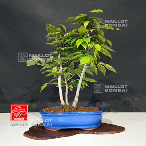 vendu-fagus-crenata-060502123