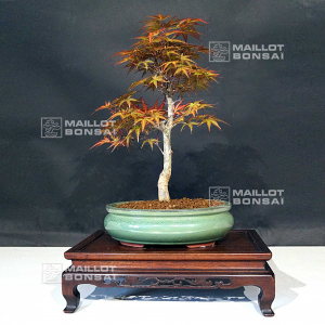 vendu-acer-palmatum-seigen-06050219