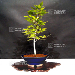 fagus-crenata-060502125