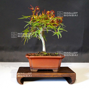 vendu-erable-palme-ori-hime-160702116