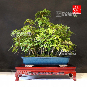 vendu-acer-palmatum-26070212